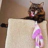 cat, tabby_cat, pet, feline, animal, face, whiskers, ears, eyes, open_mouth, tongue, fur, striped_fur, paws, toy, plush_toy, scratching_post, indoor, close_up, funny