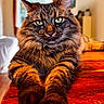 cat, tabby_cat, furry, whiskers, green_eyes, pointed_ears, long_hair, brown_fur, striped_fur, portrait, close_up, animal, pet, lying_down, paws, indoors, home, wooden_surface, warm_lighting, serious_expression