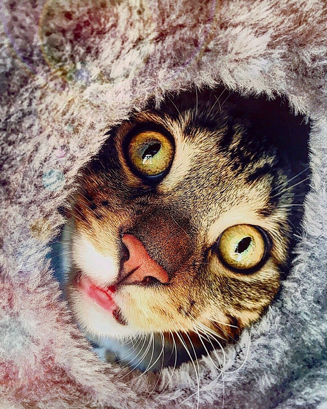 Pablito joined the competition — help win amazing prizes! art, big_cats, carnivore, cat, close_up, domestic_short_haired_cat, drawing, fawn, felidae, fur, illustration, painting, photo_caption, shout, small_to_medium_sized_cats, snout, terrestrial_animal, visual_arts, whiskers, wildlife