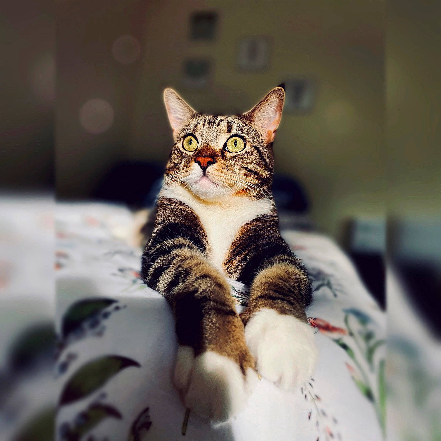 Pablito is registered to the contest to win money with this photo: carnivore, cat, comfort, domestic_short_haired_cat, eye, felidae, fur, human_body, paw, sitting, small_to_medium_sized_cats, snout, terrestrial_animal, tree, whiskers, wildlife