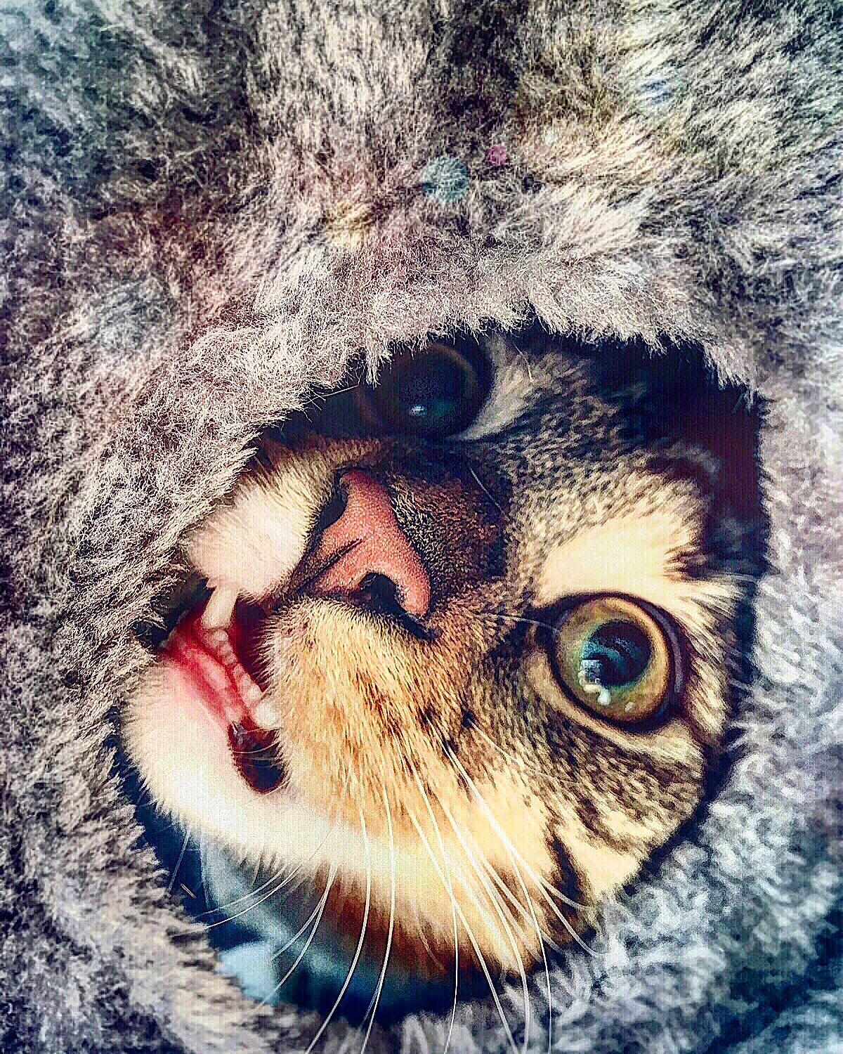 Pablito is registered to the contest to win money with this photo: art, big_cats, carnivore, cat, close_up, fang, felidae, fur, illustration, iris, nature, nose, owl, painting, small_to_medium_sized_cats, snout, terrestrial_animal, visual_arts, whiskers, wildlife