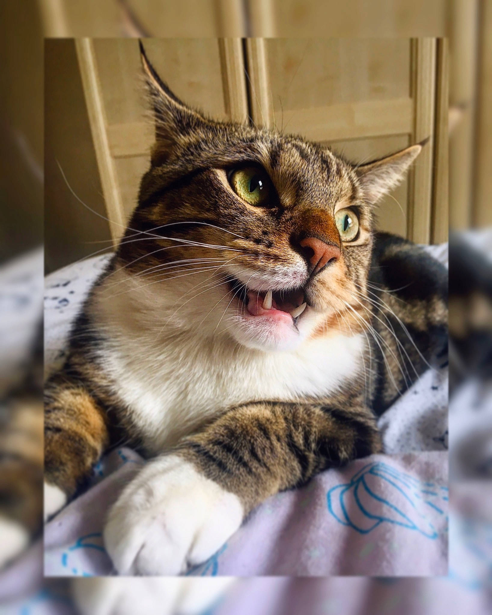 Pablito is registered to the contest to win money with this photo: carnivore, cat, claw, domestic_short_haired_cat, felidae, fur, paw, photo_caption, small_to_medium_sized_cats, snout, terrestrial_animal, whiskers, wildlife, window
