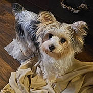 Rosie is registered to the contest to win money with this photo: dog, small_dog, fluffy, curious, looking_up, indoor, wooden_floor, fabric, blanket, pet, cute, ears, fur, animal, companion, household, domestic, portrait, canine, curled_tail