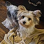 dog, small_dog, fluffy, curious, looking_up, indoor, wooden_floor, fabric, blanket, pet, cute, ears, fur, animal, companion, household, domestic, portrait, canine, curled_tail