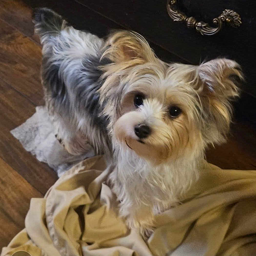 Rosie is registered to the contest to win money with this photo: animal, blanket, canine, companion, curious, curled_tail, cute, dog, domestic, ears, fabric, fluffy, fur, household, indoor, looking_up, pet, portrait, small_dog, wooden_floor