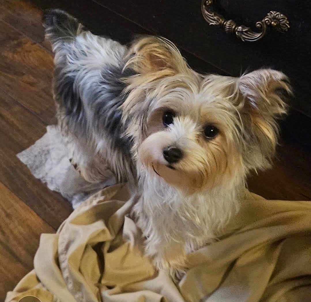 Rosie