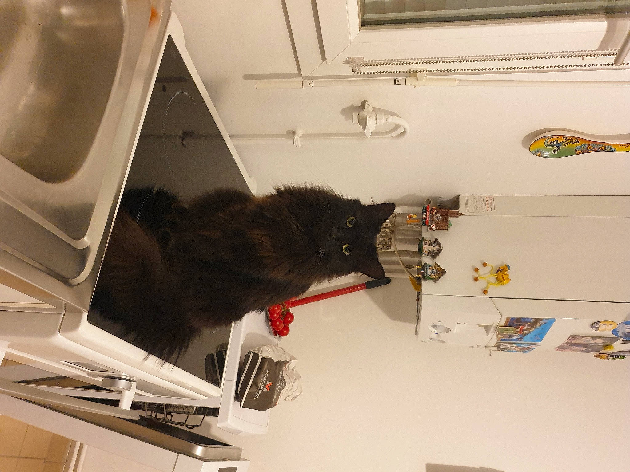 Pepito participe au concours pour gagner de l'argent avec cette photo : cat, ceiling, comfort, domestic_short_haired_cat, electrical_wiring, felidae, floor, flooring, fur, household_supply, paper, room, shelf, shelving, small_to_medium_sized_cats, tail, whiskers