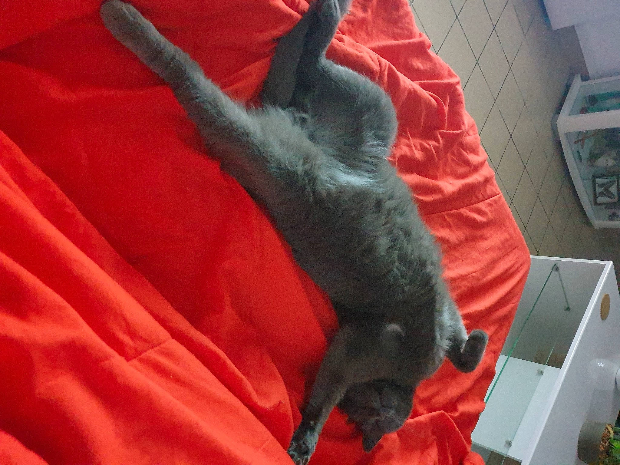 Pepsy a rejoint le concours — aidez-le/la à gagner de superbes lots ! black_cat, canidae, carmine, carnivore, cat, claw, comfort, companion_dog, dog_breed, domestic_short_haired_cat, felidae, foot, fur, gesture, human_leg, small_to_medium_sized_cats, snout, sporting_group, tail, whiskers