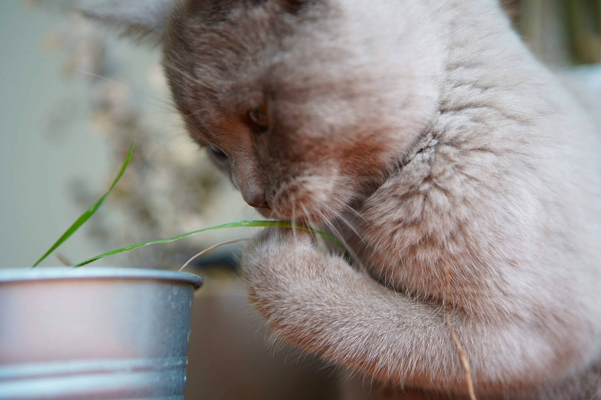 Helmut participe au concours pour gagner de l'argent avec cette photo : burmese, carnivore, cat, claw, felidae, mammal, nose, organism, small_to_medium_sized_cats, snout, whiskers