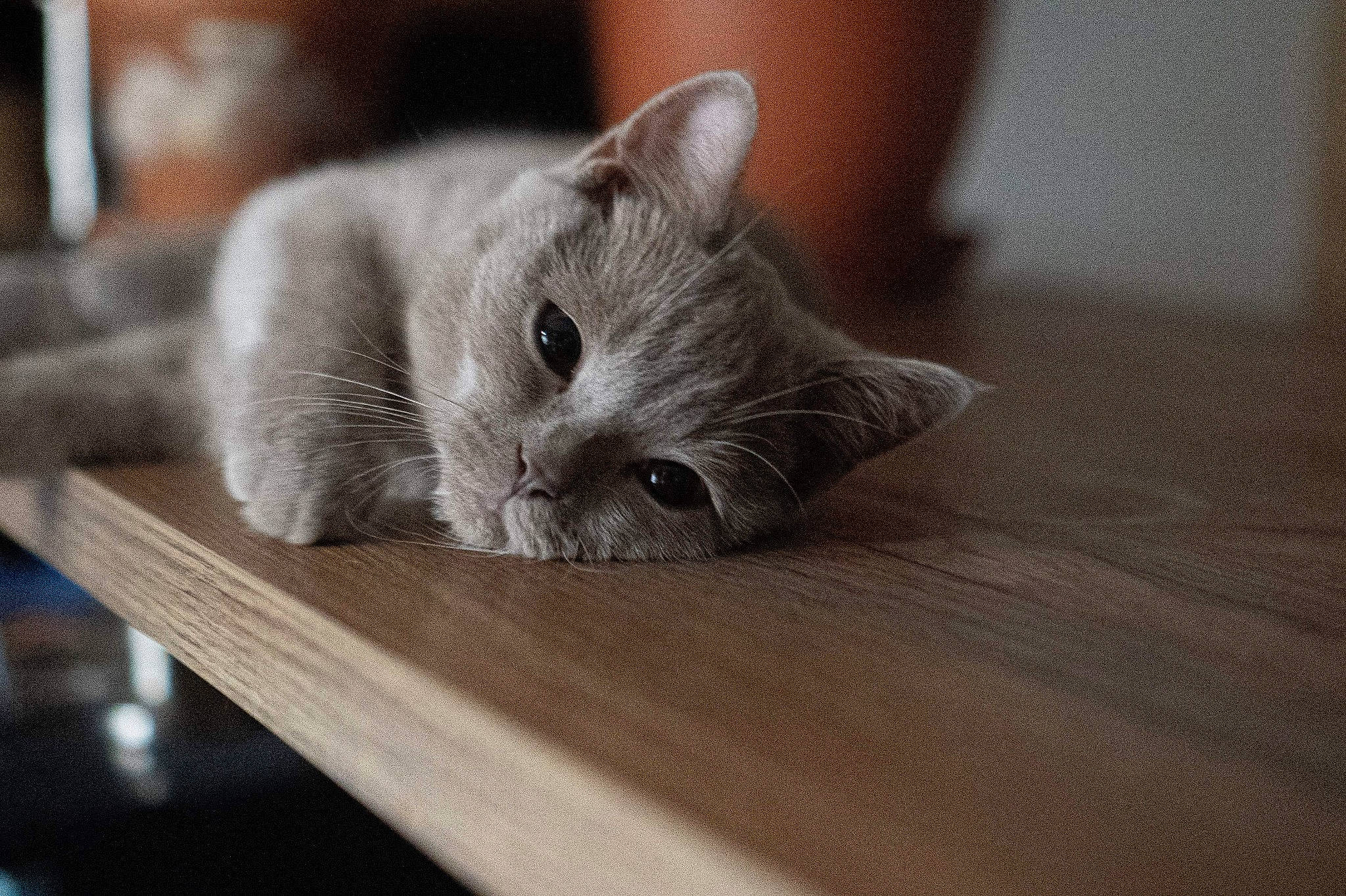 Helmut participe au concours pour gagner de l'argent avec cette photo : asian, british_semi_longhair, british_shorthair, carnivore, cat, chartreux, domestic_short_haired_cat, fawn, felidae, kitten, korat, mammal, munchkin, nebelung, russian_blue, small_to_medium_sized_cats, snout, vertebrate, whiskers