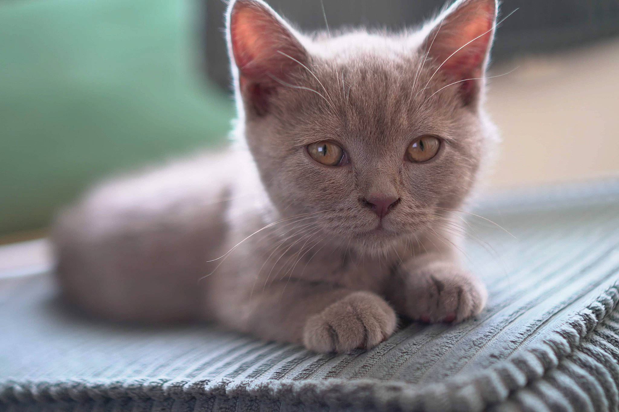 Helmut participe au concours pour gagner de l'argent avec cette photo : asian, british_semi_longhair, british_shorthair, burmese, burmilla, carnivore, cat, chartreux, domestic_short_haired_cat, fawn, felidae, kitten, korat, mammal, munchkin, russian_blue, small_to_medium_sized_cats, snout, vertebrate, whiskers