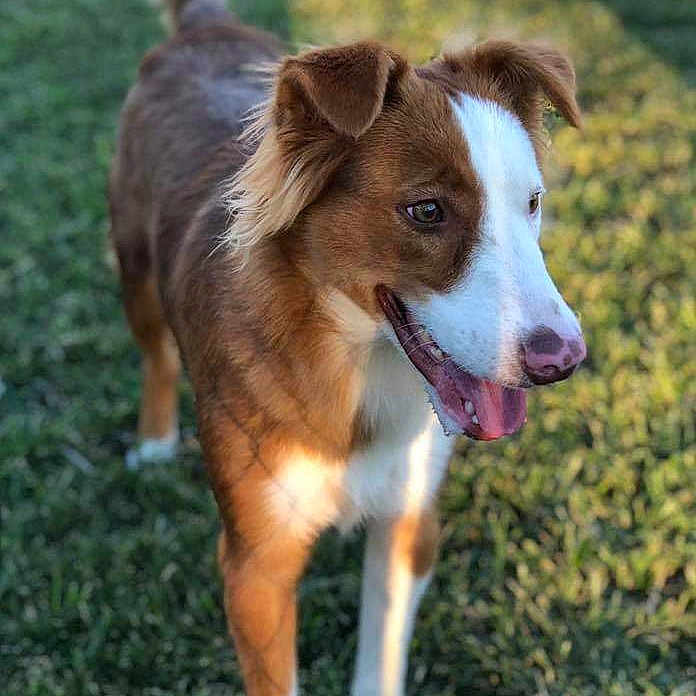 Ginger joined the competition — help win amazing prizes! australian_collie, border_collie, canidae, carnivore, companion_dog, dog, dog_breed, ibizan_hound, mammal, rare_breed_dog, snout, sporting_group, vertebrate, welsh_sheepdog, working_dog