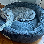 Ronin is registered to the contest to win money with this photo: cat, tabby, pet_bed, indoor, wooden_floor, cozy, stretching, feline, gray_fur, relaxed, plush, domestic_animal, animal, resting, cute, fur, bedroom, home, comfort, living_room