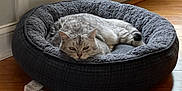 Ronin joined the competition — help win amazing prizes! cat, tabby_cat, pet_bed, gray_cat, indoor, wooden_floor, relaxed, sleepy, feline, plush_bed, cozy, resting, domestic_cat, animal, soft_texture, home, quiet, comfortable, fur, lying_down