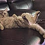 cat, feline, lounging, relaxed, black_leather_couch, indoor, pet, fluffy, tail, paws, fur, animal, domestic, cute, resting, home, comfort, cozy, living_room, mammal