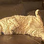 Ronin is registered to the contest to win money with this photo: cat, feline, pet, sleeping, relaxed, fur, couch, leather, indoor, animal, whiskers, paw, lazy, cute, home, mammal, resting, domestic, comfort, cozy