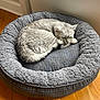 Ronin joined the competition — help win amazing prizes! cat, pet_bed, plaid, gray, feline, indoor, wooden_floor, cozy, curled_up, resting, sleepy, domestic_animal, window, natural_light, home, soft_texture, relaxing, fur, animal, quiet