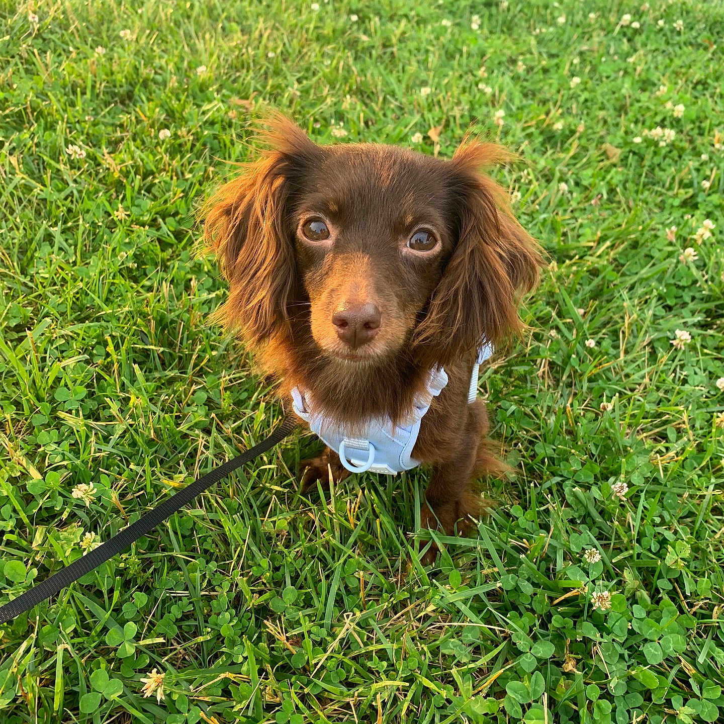 Lucy Lou is registered to the contest to win money with this photo: animal, brown_dog, canine, closeup, cute, daylight, dog, field, fur, grass, green_grass, leash, long_ears, looking_at_camera, nature, outdoor, pet, sitting, sunlight, white_harness