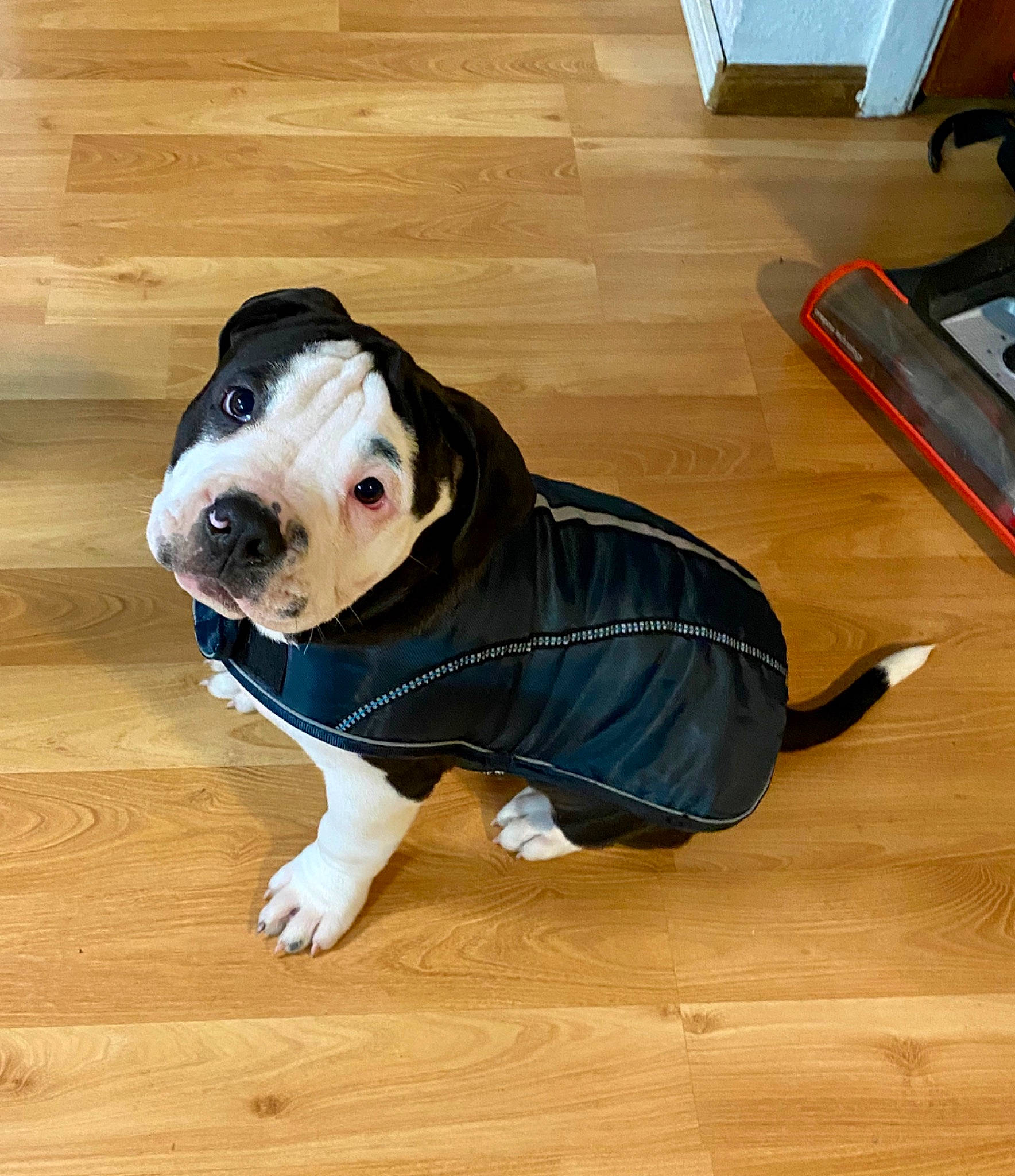 Vader is registered to the contest to win money with this photo: bulldog, carnivore, companion_dog, dog, dog_breed, dog_clothes, fawn, floor, flooring, hardwood, laminate_flooring, leash, pet_supply, snout, tail, toy_dog, whiskers, wood, wood_flooring, working_animal