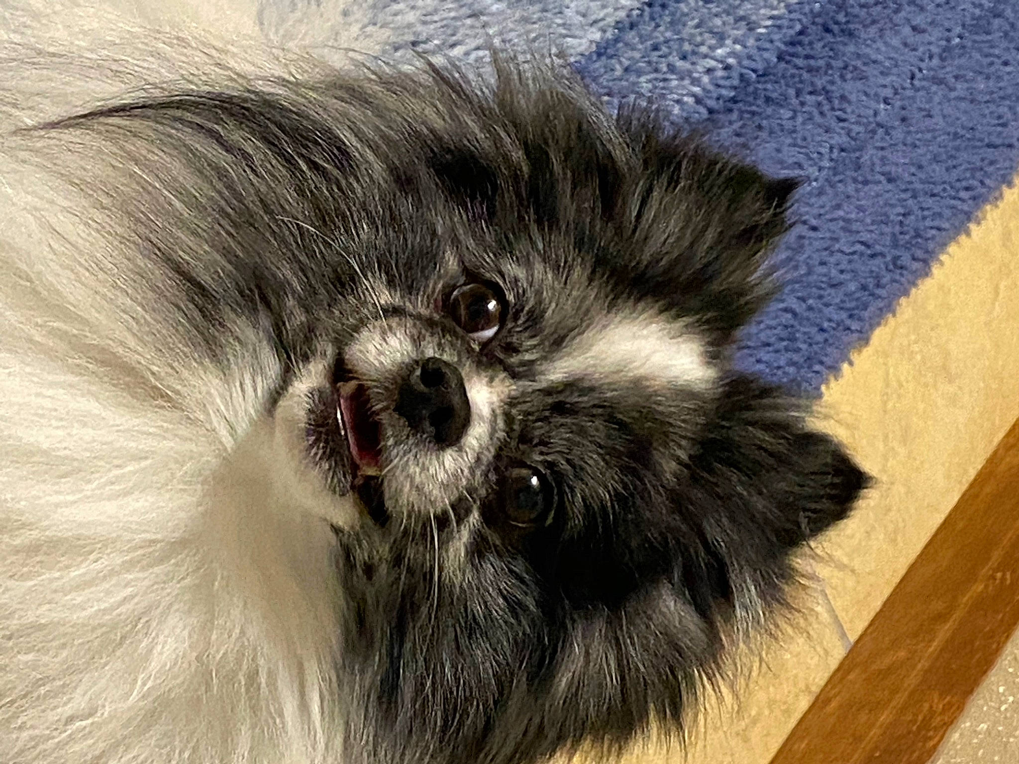 Trouble is registered to the contest to win money with this photo: canidae, carnivore, companion_dog, dog, dog_breed, flooring, fur, grey, hardwood, non_sporting_group, paw, snout, sporting_group, tail, terrestrial_animal, toy_dog, whiskers, wood, wood_stain, working_animal