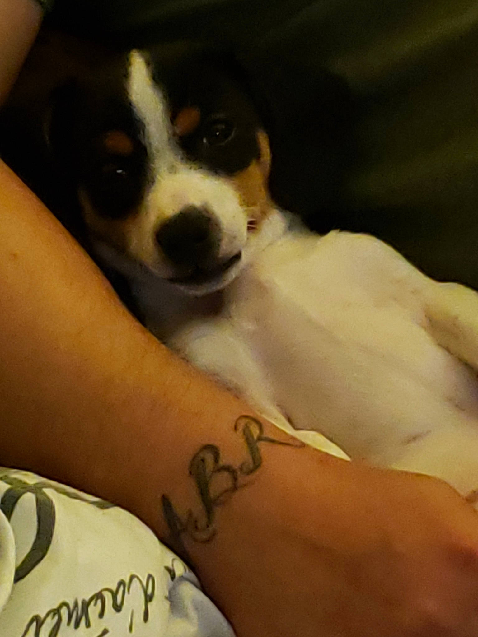 Squirt joined the competition — help win amazing prizes! canidae, carnivore, chilean_fox_terrier, companion_dog, danish_swedish_farmdog, dog, dog_breed, hand, japanese_terrier, miniature_fox_terrier, paw, puppy, puppy_love, rat_terrier, ratonero_bodeguero_andaluz, russell_terrier, sporting_group, tenterfield_terrier, terrier, toy_fox_terrier