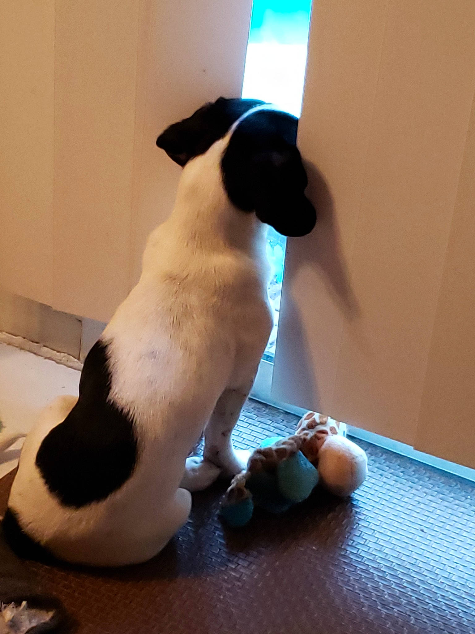 Squirt is registered to the contest to win money with this photo: canidae, carnivore, companion_dog, danish_swedish_farmdog, dog, dog_breed, fawn, fox_terrier, jack_russell_terrier, ratonero_bodeguero_andaluz, russell_terrier, smooth_fox_terrier, sporting_group, stuffed_toy, tail, toy_fox_terrier