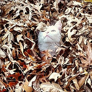 Penny is registered to the contest to win money with this photo: cat, white_cat, autumn_leaves, dry_leaves, outdoor, nature, animal, fur, pet, fall, leaf_pile, curious, head, whiskers, closeup, brown, tan, camouflage, still_life, quiet