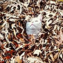 cat, white_cat, autumn_leaves, dry_leaves, outdoor, nature, animal, fur, pet, fall, leaf_pile, curious, head, whiskers, closeup, brown, tan, camouflage, still_life, quiet