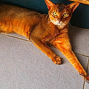Talisman a rejoint le concours — aidez-le/la à gagner de superbes lots ! animal, brown_fur, cat, close_up, cozy, feline, green_eyes, indoor, looking_at_camera, lying_down, orange_cat, pet, pointed_ears, portrait, relaxed, short_hair, stretching, tile_floor, whiskers, wooden_furniture