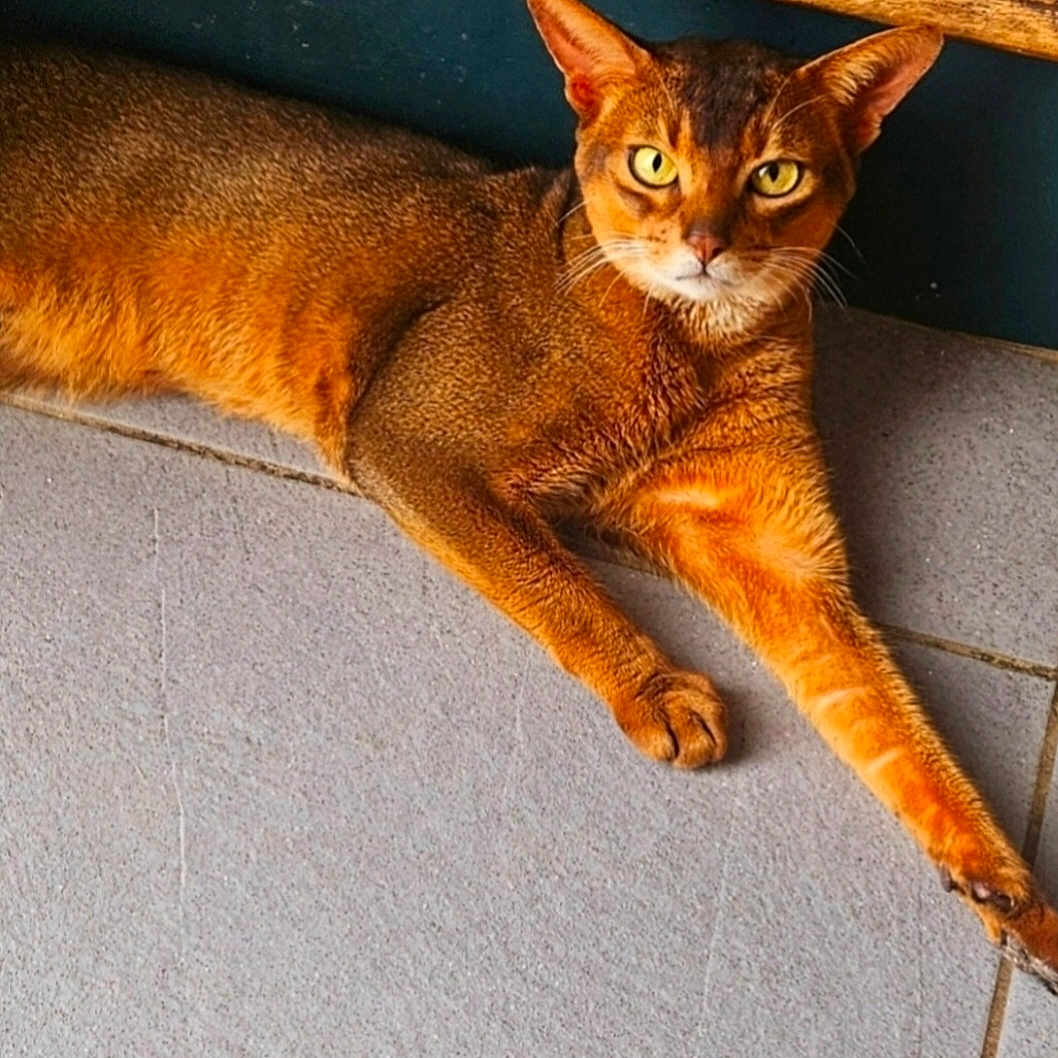 Talisman