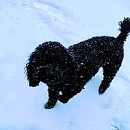 Shadow joined the competition — help win amazing prizes! dog, black_dog, snow, winter, outdoor, animal, curly_fur, snowflakes, pet, canine, cold, playful, fur, walking, nature, white_snow, footprints, daylight, standing, fluffy