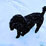 dog, black_dog, snow, winter, outdoor, animal, curly_fur, snowflakes, pet, canine, cold, playful, fur, walking, nature, white_snow, footprints, daylight, standing, fluffy