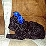 Shadow joined the competition — help win amazing prizes! dog, black_dog, curly_fur, blue_bow, pet, couch, blanket, indoor, animal, cute, fur, lying_down, cozy, companion, domestic_animal, resting, quilt, brown_couch, curious, portrait