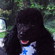 Shadow is registered to the contest to win money with this photo: dog, poodle, black_poodle, curly_fur, bandana, blue_stars, pet, car_interior, window, greenery, happy, smiling, close_up, animal, cute, fluffy, companion, portrait, indoor, seat