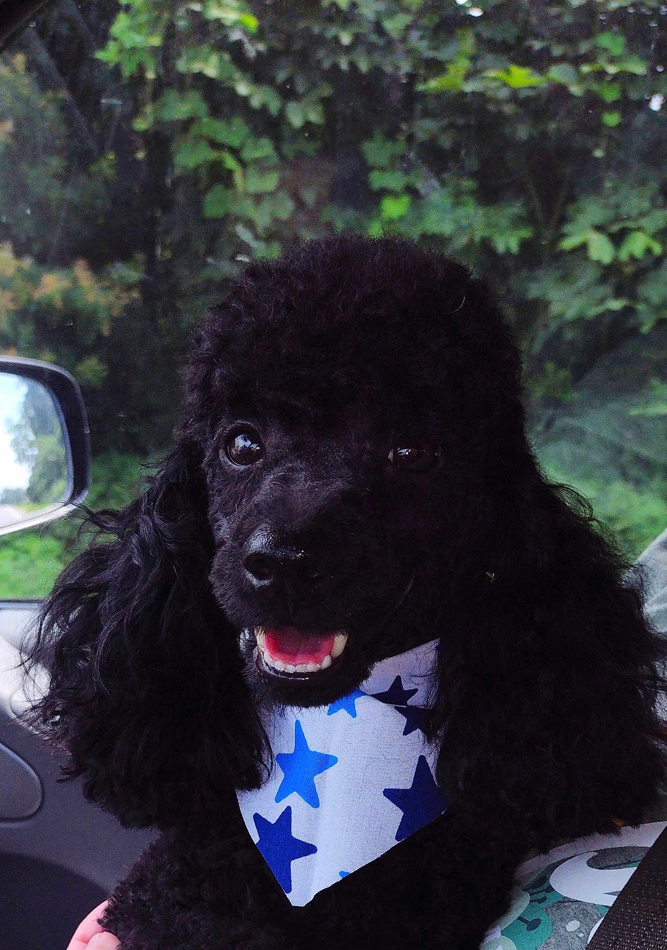 Shadow is registered to the contest to win money with this photo: dog, poodle, black_poodle, curly_fur, bandana, blue_stars, pet, car_interior, window, greenery, happy, smiling, close_up, animal, cute, fluffy, companion, portrait, indoor, seat