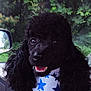 Shadow joined the competition — help win amazing prizes! dog, poodle, black_poodle, curly_fur, bandana, blue_stars, pet, car_interior, window, greenery, happy, smiling, close_up, animal, cute, fluffy, companion, portrait, indoor, seat