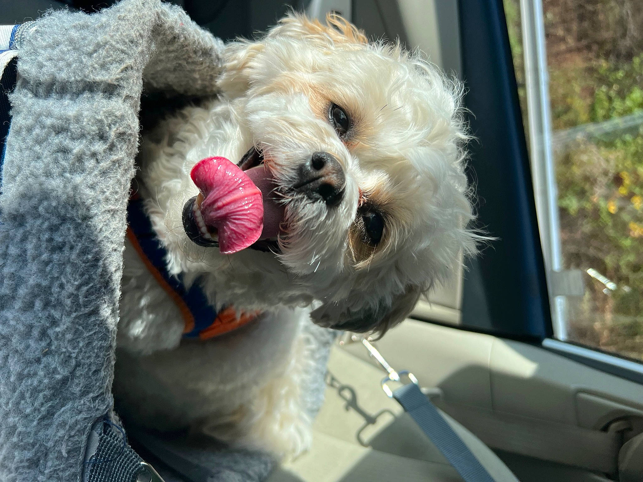 Hopper joined the competition — help win amazing prizes! automotive_exterior, automotive_lighting, automotive_mirror, car, carnivore, collar, companion_dog, dog, dog_breed, dog_supply, hood, motor_vehicle, plant, small_terrier, snout, sporting_group, toy_dog, vehicle, vehicle_door, windscreen_wiper