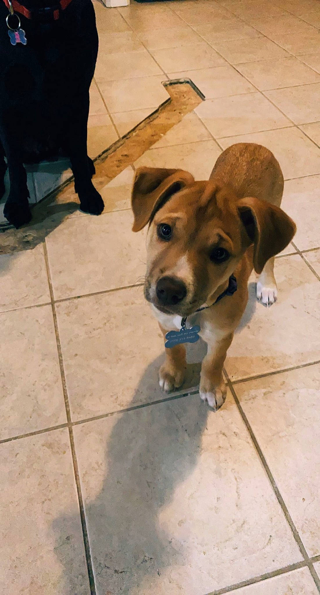 Bailee joined the competition — help win amazing prizes! carnivore, collar, companion_dog, concrete, dog, dog_breed, fawn, floor, flooring, human_leg, leash, paw, road_surface, shadow, sidewalk, snout, tail, tile, tile_flooring, working_animal