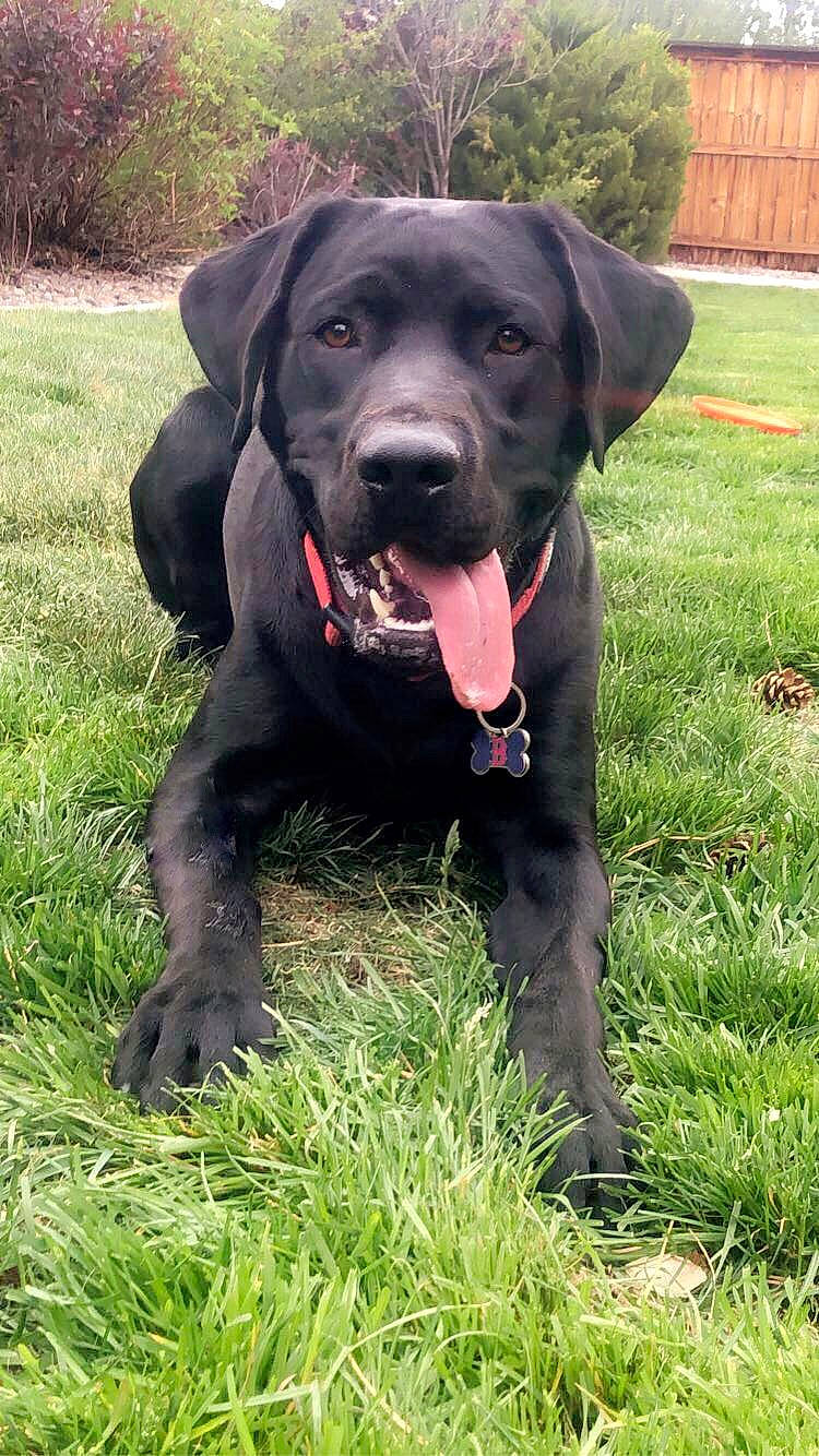 Benny joined the competition — help win amazing prizes! borador, carnivore, collar, companion_dog, dog, dog_breed, dog_collar, fur, grass, gun_dog, hunting_dog, liver, plant, sporting_group, terrestrial_animal, whiskers, working_animal