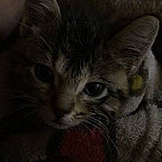 Squishy is registered to the contest to win money with this photo: cat, close_up, blanket, cozy, animal, pet, whiskers, ears, face, indoor, feline, curious, dark, soft_texture, resting, cute, fur, pattern, comfort, quiet
