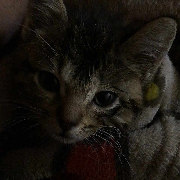 Squishy
