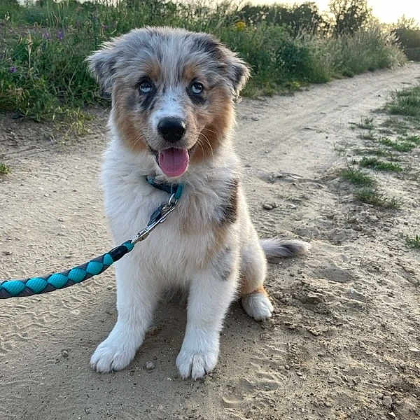 Troy