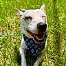 Sinatra is registered to the contest to win money with this photo: animal, bandana, canine, closeup, cute, daytime, dog, ears, grass, green, happy, joyful, lying_down, muzzle, nature, outdoor, pet, smiling, summer, sunlight