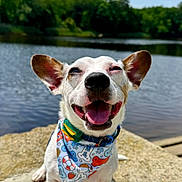Sinatra joined the competition — help win amazing prizes! dog, bandana, happy, smiling, tongue_out, ears_up, lake, water, outdoor, sunny, nature, trees, pet, canine, animal, daylight, closeup, sitting, collar, playful