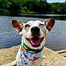 dog, bandana, happy, smiling, tongue_out, ears_up, lake, water, outdoor, sunny, nature, trees, pet, canine, animal, daylight, closeup, sitting, collar, playful