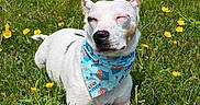 Sinatra is registered to the contest to win money with this photo: animal, bandana, blue_bandana, canine, cute, daylight, dog, grass, meadow, muffin_pattern, nature, outdoor, pet, relaxed, small_dog, spring, squinting, sunny, white_dog, yellow_flowers