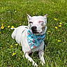 animal, bandana, blue_bandana, canine, cute, daylight, dog, grass, meadow, muffin_pattern, nature, outdoor, pet, relaxed, small_dog, spring, squinting, sunny, white_dog, yellow_flowers