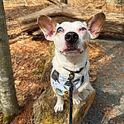 Sinatra is registered to the contest to win money with this photo: animal_portrait, autumn_leaves, bandana, brown_spots, canine, close_up, curious, dog, forest, ground, heterochromia, leash, log, nature, outdoor, pet, sitting, sunlight, tree_trunk, white_fur