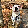 animal_portrait, autumn_leaves, bandana, brown_spots, canine, close_up, curious, dog, forest, ground, heterochromia, leash, log, nature, outdoor, pet, sitting, sunlight, tree_trunk, white_fur