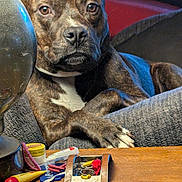 Bacon is registered to the contest to win money with this photo: attentive, brindle, close_up, coin, couch, cushion, dog, eyes, fur, household_items, lamp, living_room, nose, paws, pet, portrait, relaxed, table, tray, wooden_surface